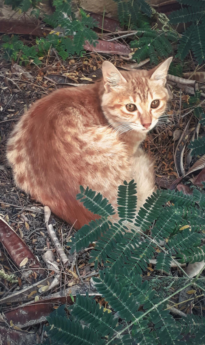 Cute cat in the Garden
