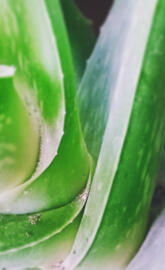 Aloe vera
