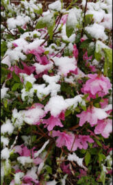 Snow in spring