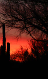 Desert Sunset