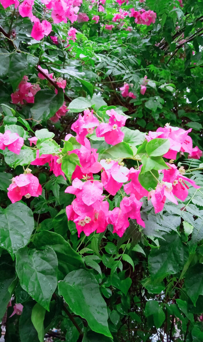 Green flowers beauty