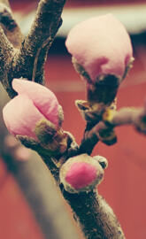 Vintage Peach Blossoms
