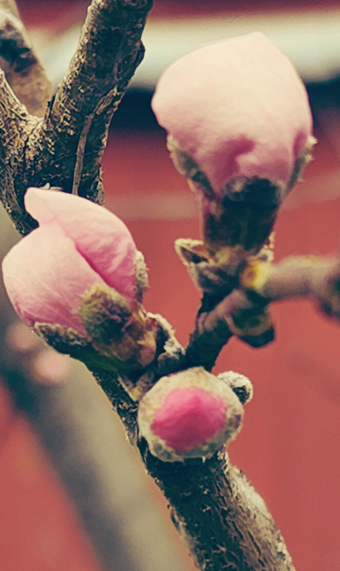 Vintage Peach Blossoms