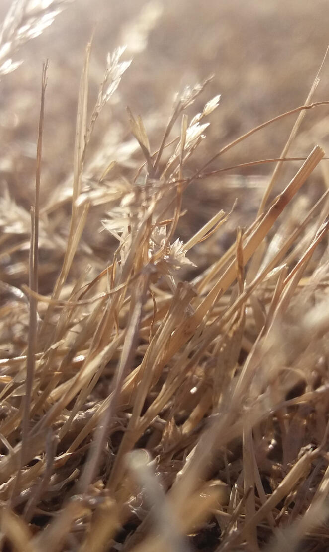 Dried grass