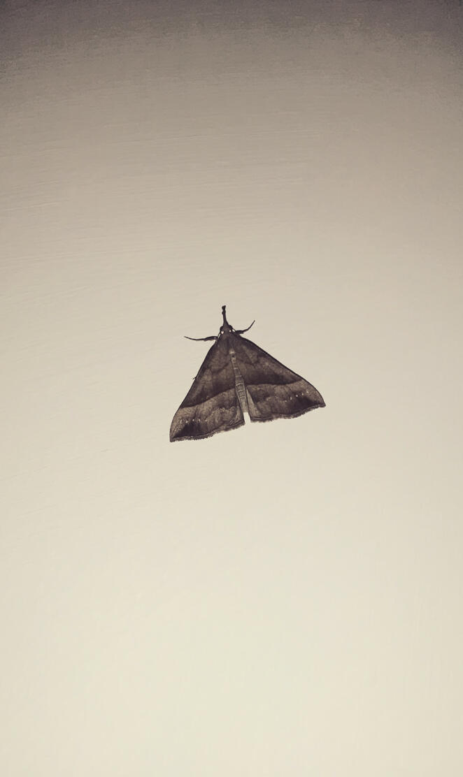 Big nosed moth