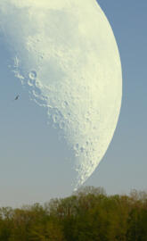 Big Moon