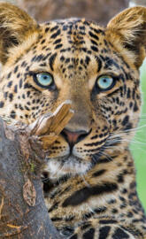 Leopard