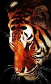 Tiger upclose