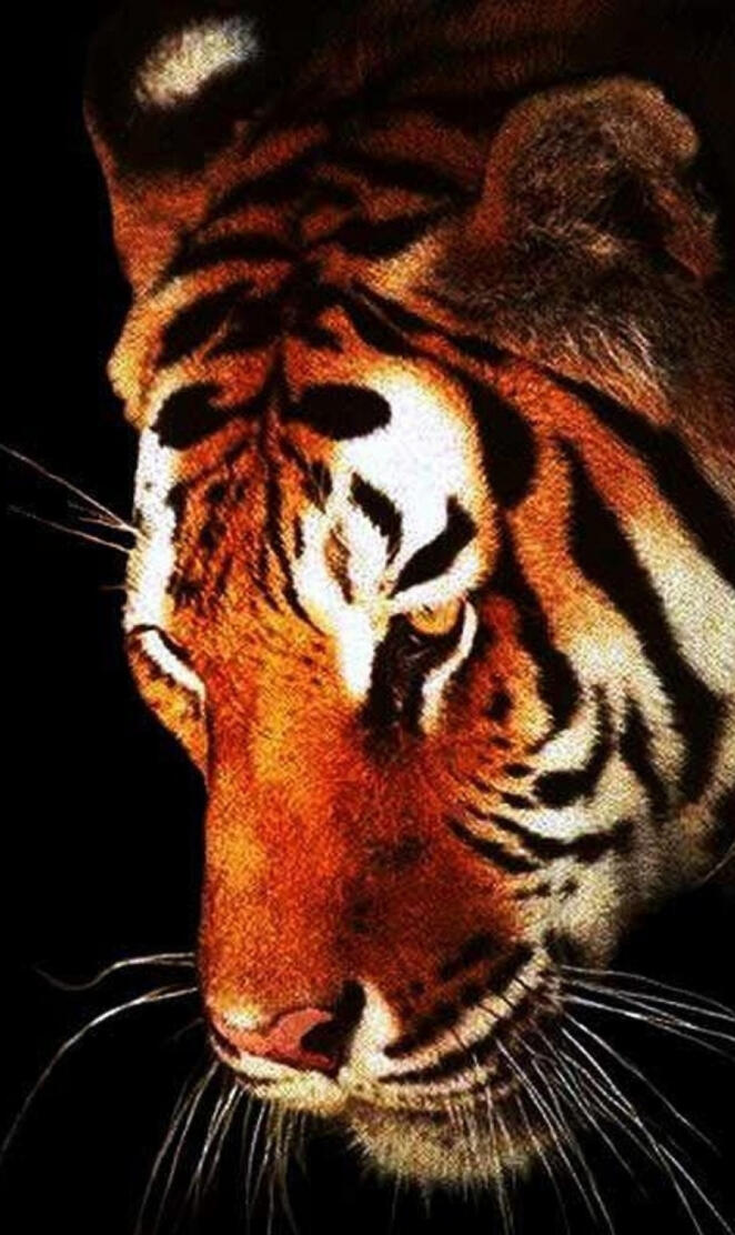 Tiger upclose