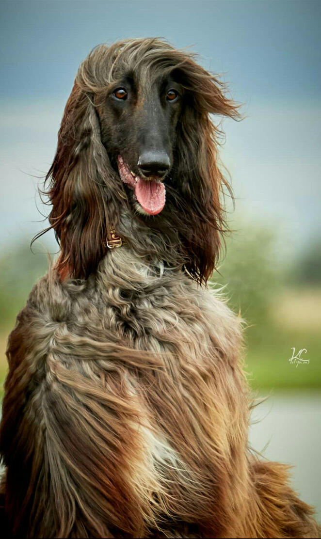 Afghan Hound