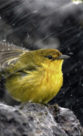 Bird in rain
