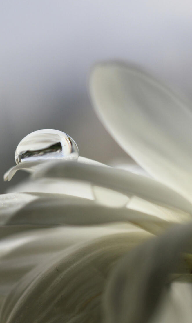 Raindrop On Petal