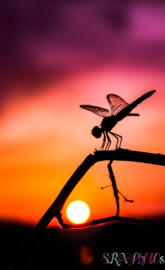 Dragon Fly