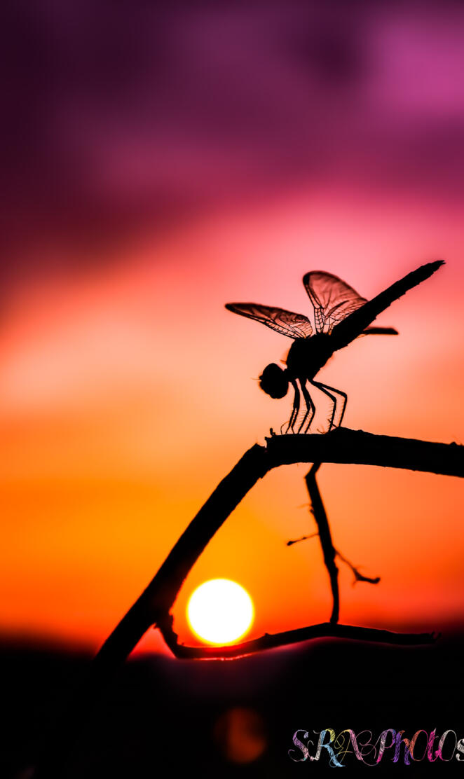 Dragon Fly