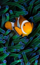 Clownfish