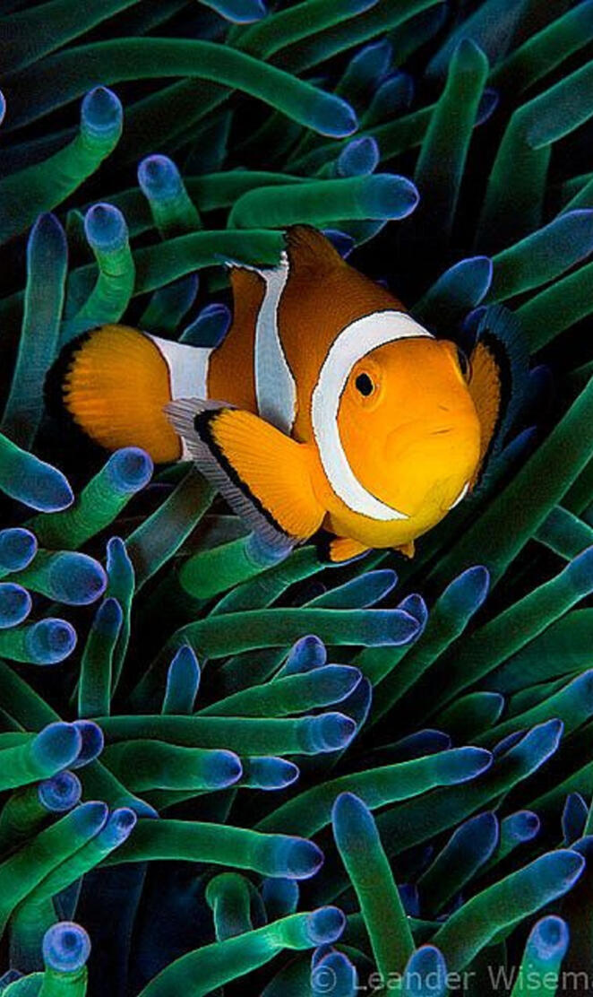 Clownfish