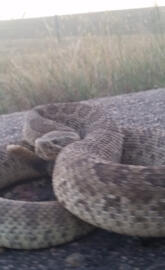 Snake
