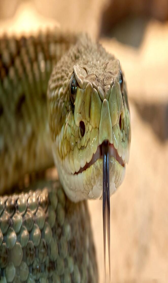 Rattlesnake 2