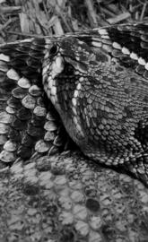 Diamondback BW
