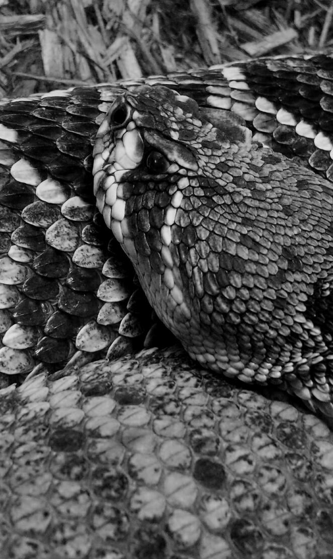 Diamondback BW