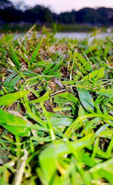 Grass Hd Picture