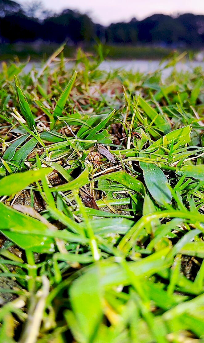 Grass Hd Picture