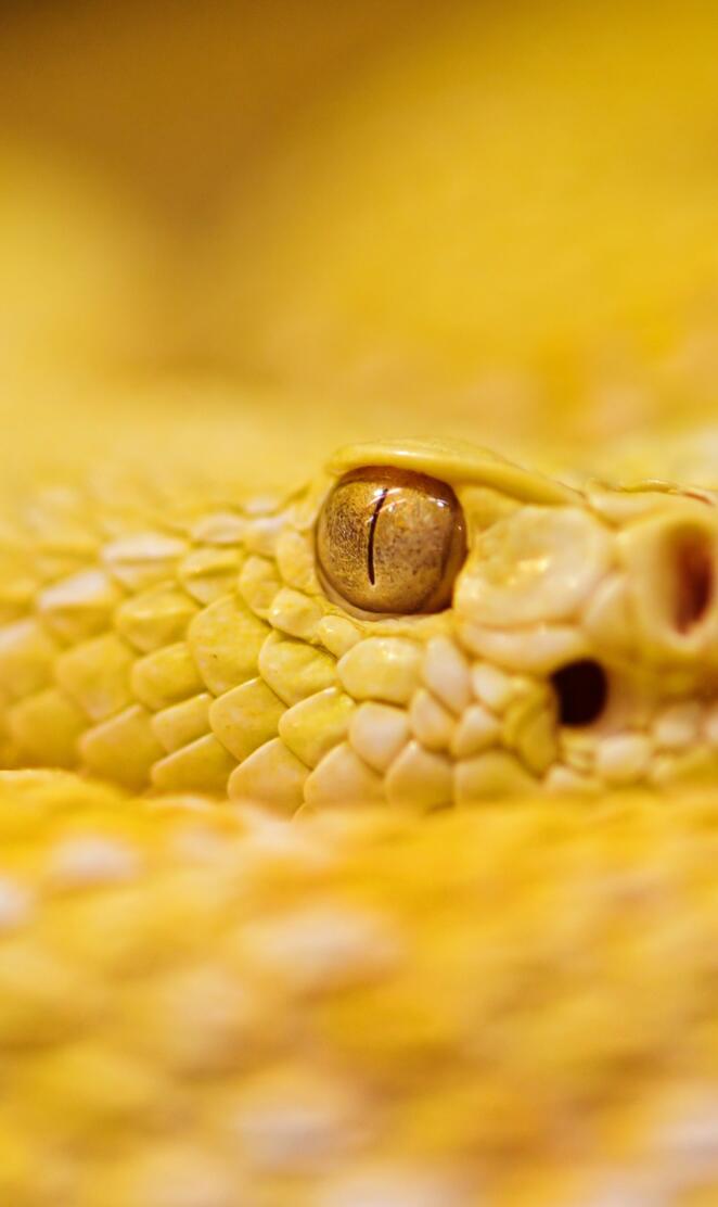 Snake