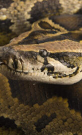 Burmese Python