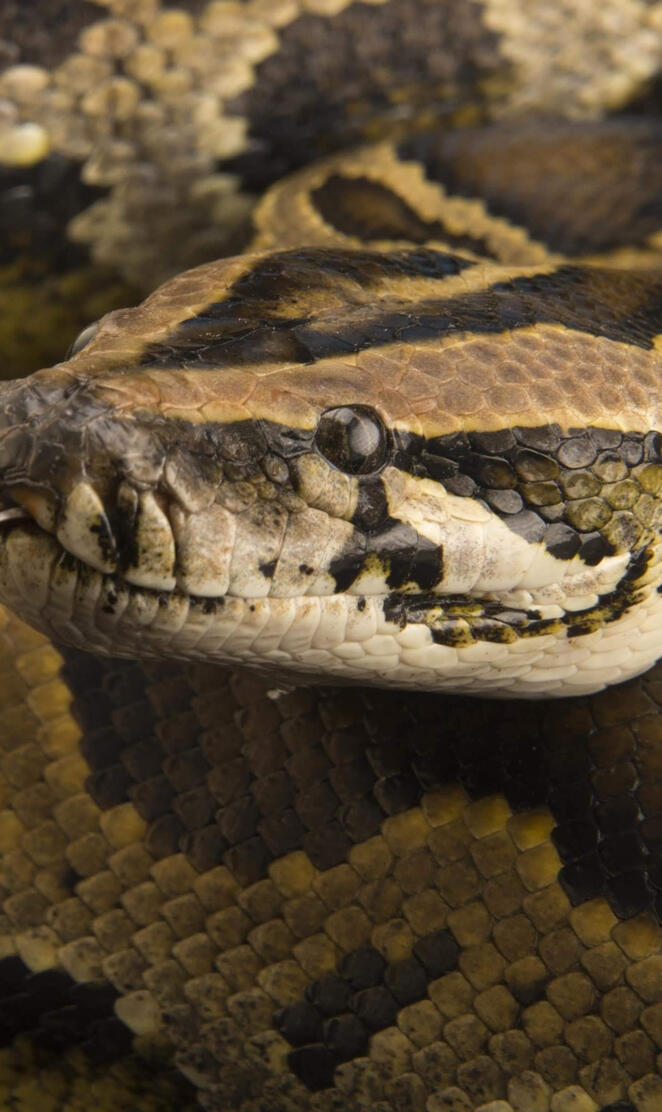 Burmese Python