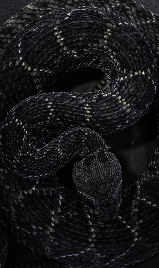 Rattler
