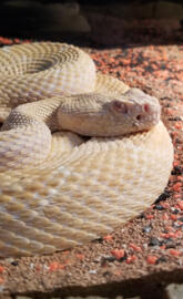 Albino Diamondback