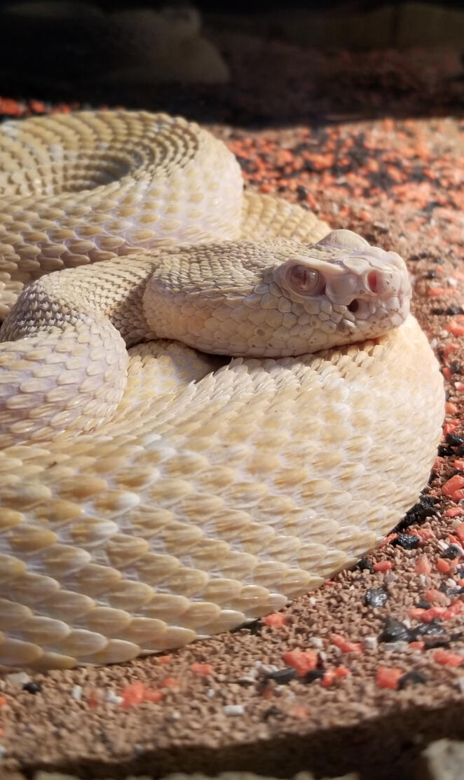 Albino Diamondback
