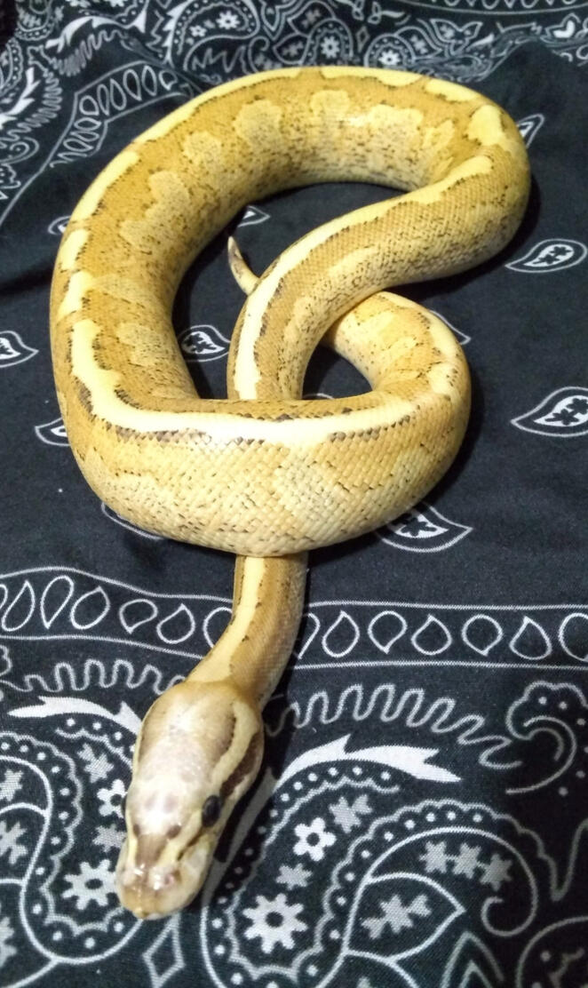 Amoretti Ball python