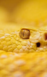 Rattle