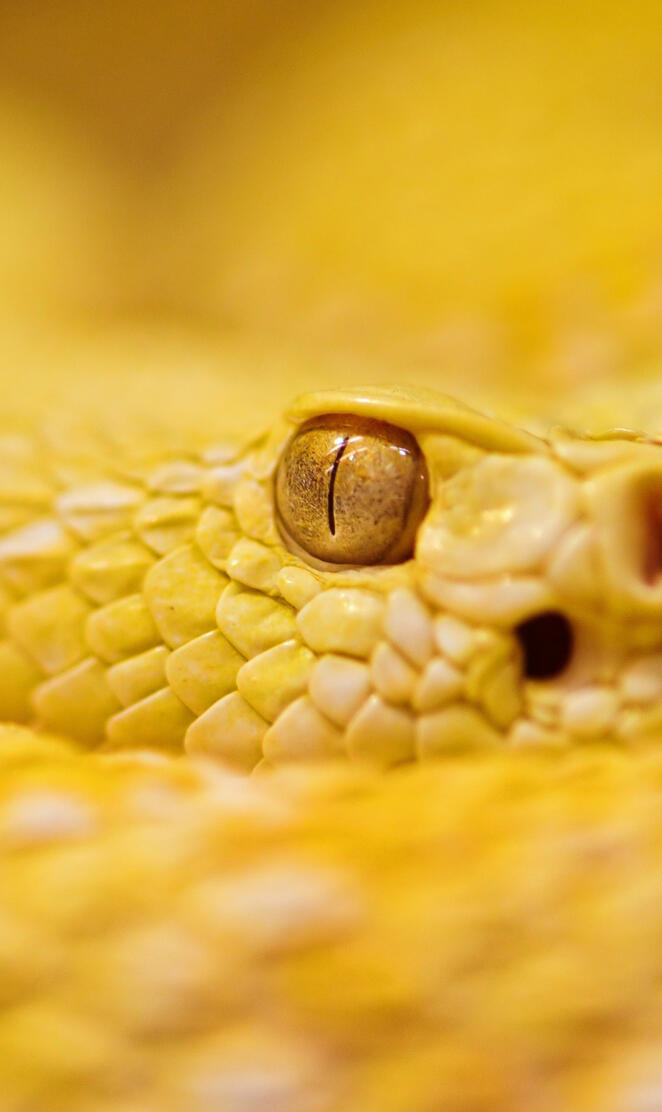 Rattle