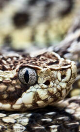 BSI Rattler 01