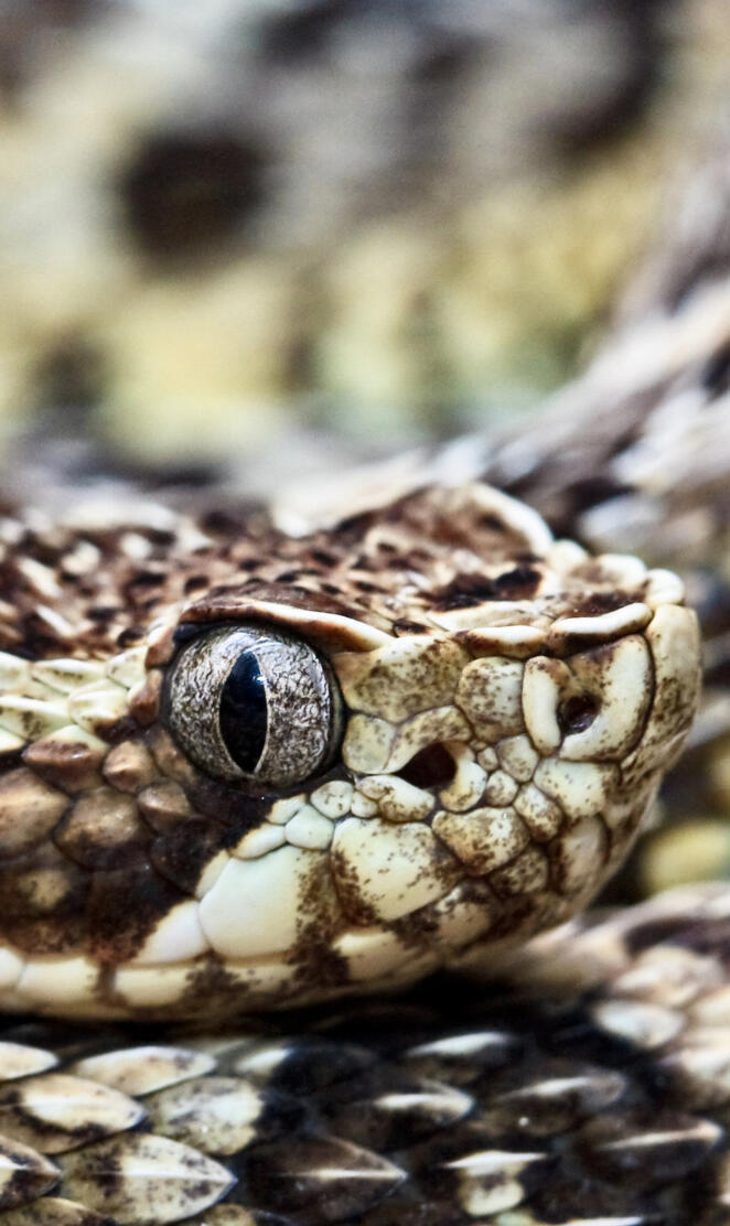 BSI Rattler 01