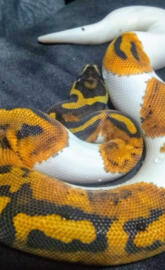 Orange Dream pied