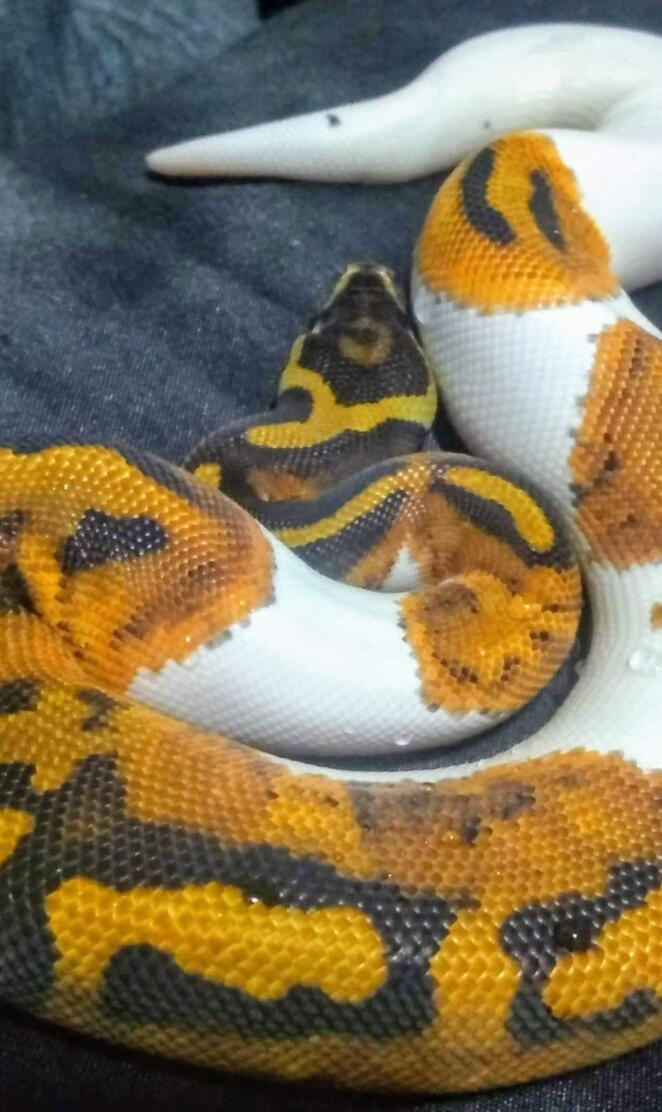 Orange Dream pied