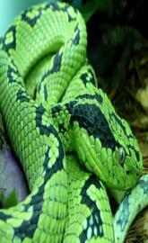 Viper
