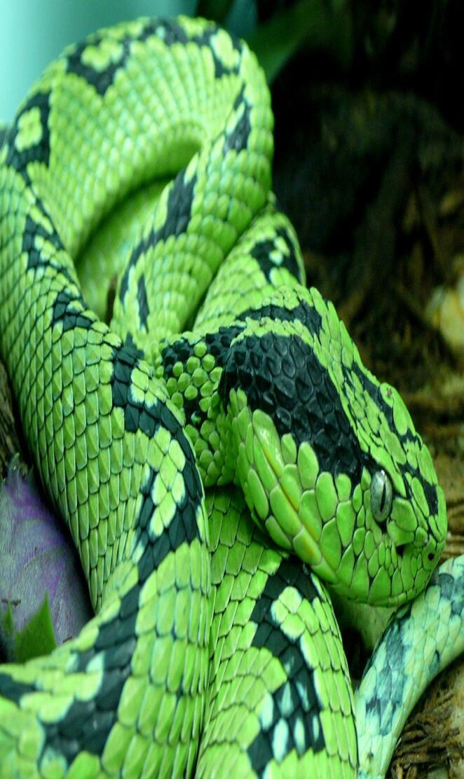 Viper