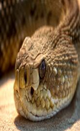 Rattlesnake