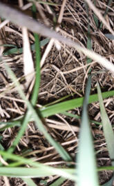 Drugsgrass