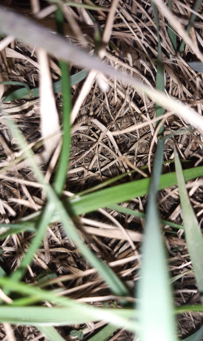 Drugsgrass
