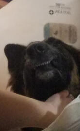 Smilie doggie