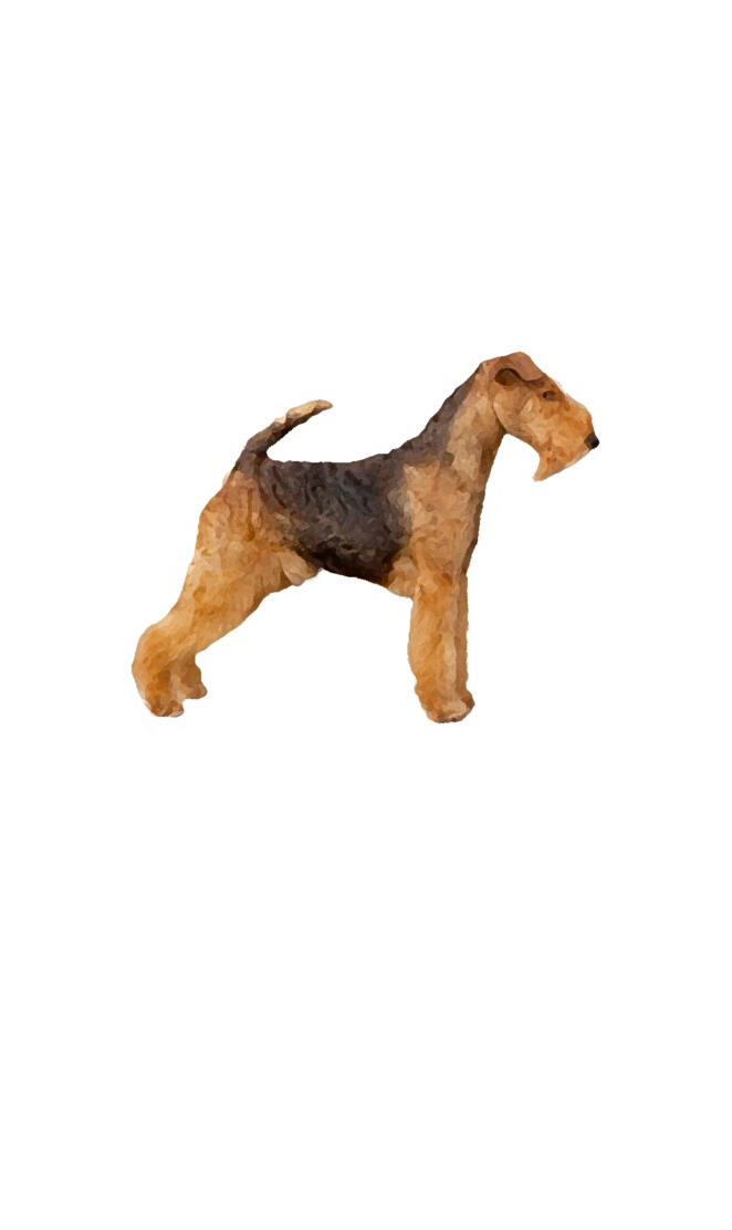 Welsh Terrier