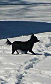 Doggy in the snow