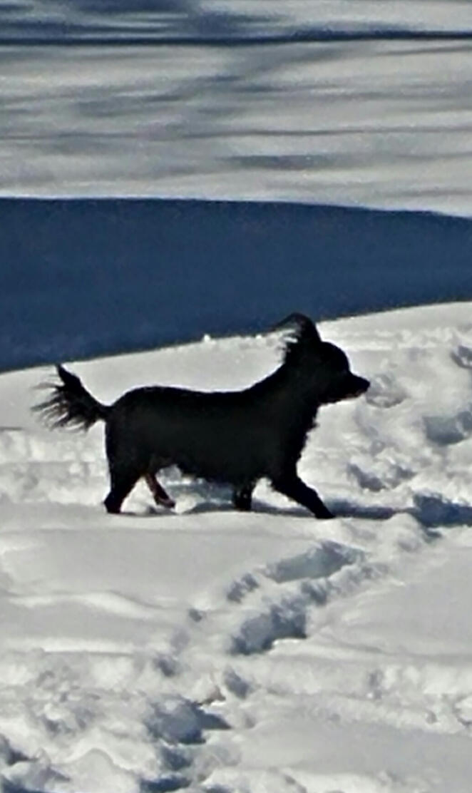 Doggy in the snow