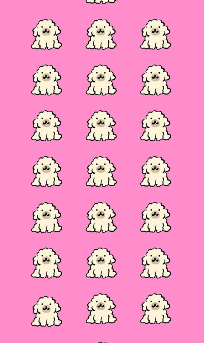 Cute Bichon