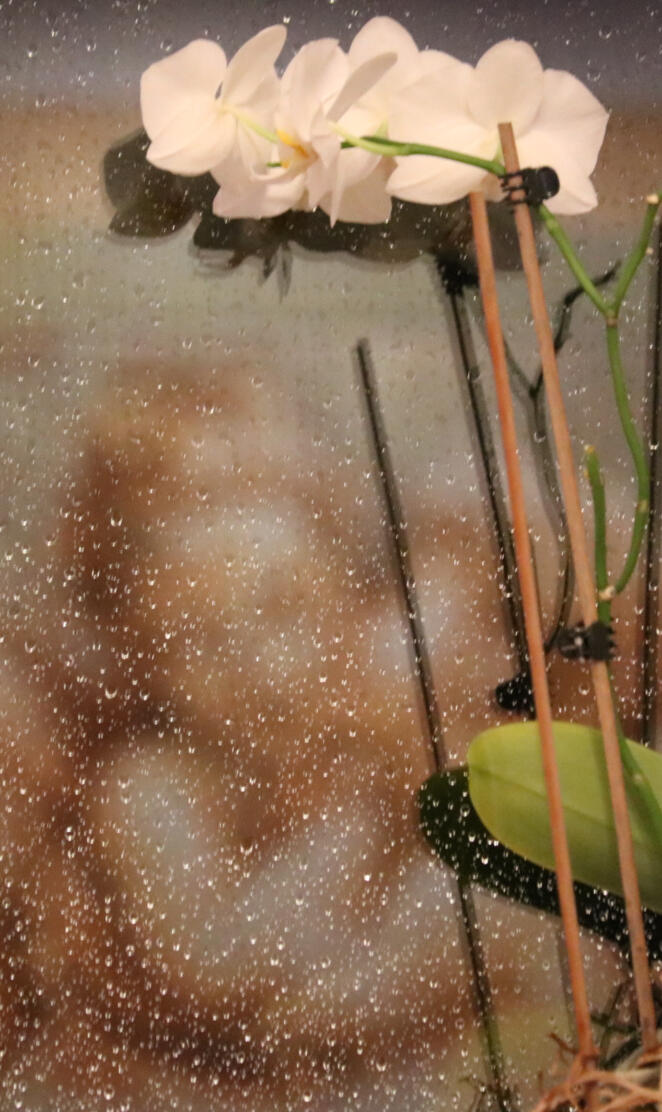 Angel 📷 Ivonne Kunst